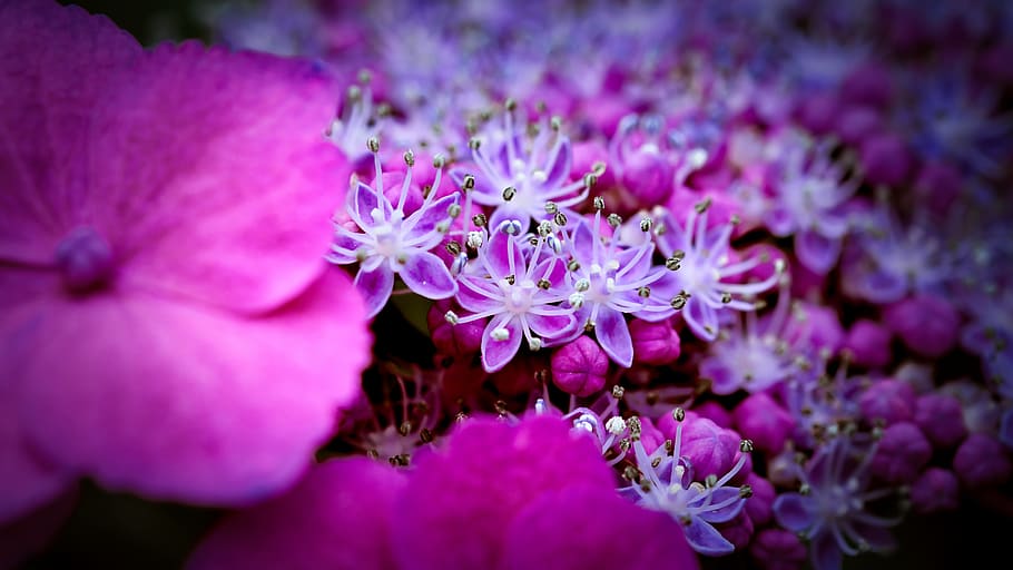 hydrangea, bright, flower, nature, hydrangea flower, close up HD wallpaper