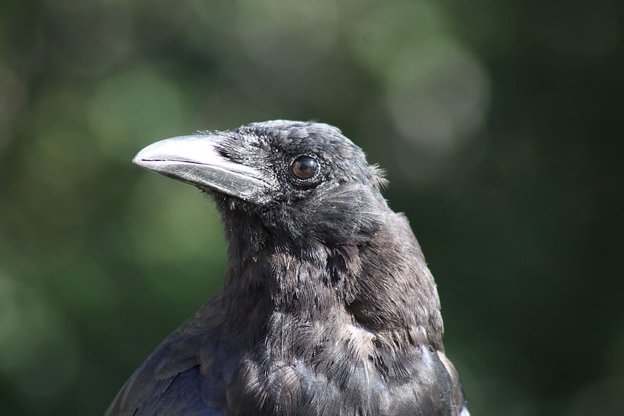 crow, profile, pose, looking, one animal, animal themes, animal wildlife HD wallpaper