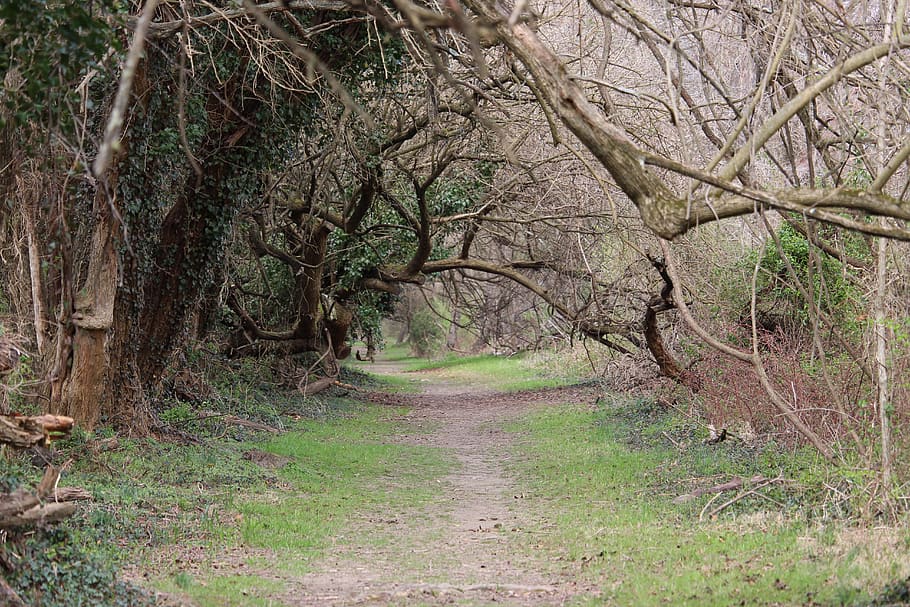 tree, tunnel, nature, path, landscape, natural, scenic, trees HD wallpaper