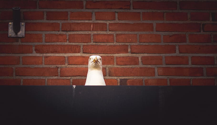 white bird near wall, germany, brick, eckernförde, seagull, red HD wallpaper