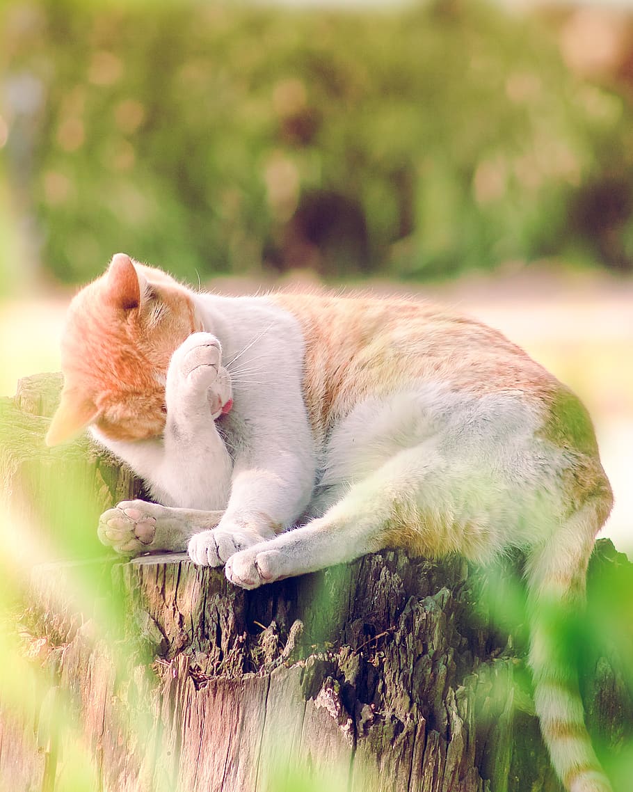 Tilt Shift Lens Photography of Orange Tabby Cat, adorable, animal HD wallpaper