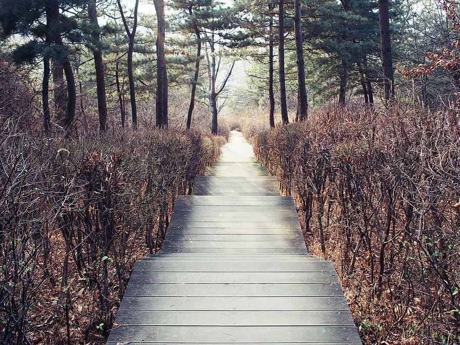 building, boardwalk, bridge, staircase, path, road, wood, fall HD wallpaper