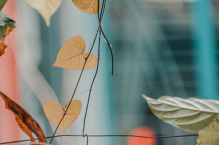 Ovate-shaped Beige Leaf, artificial, blurred background, bright HD wallpaper