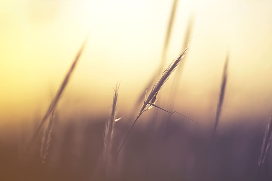 Wheat Grass, macro, nature, plant, growth, back lit, beauty in nature HD wallpaper
