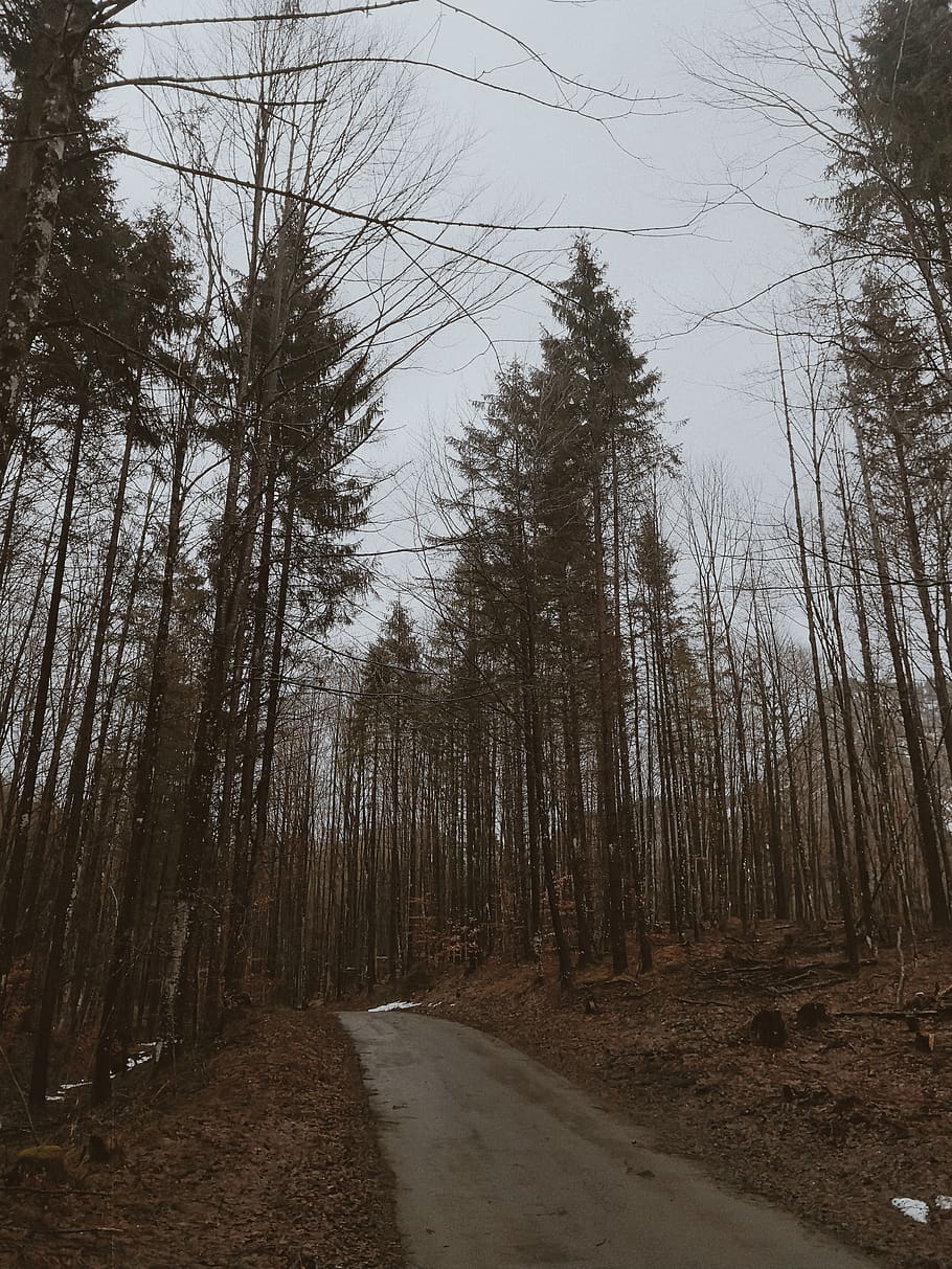 road between trees, plant, abies, fir, conifer, schwangau, germany HD wallpaper