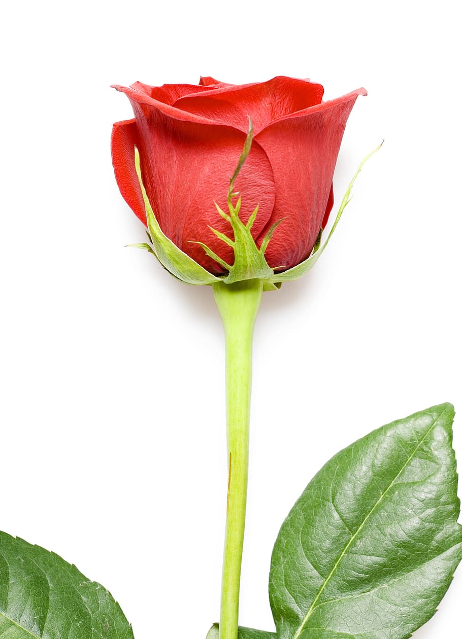 rose, red, white, flores, closeup, isolated, decoration, bud HD wallpaper