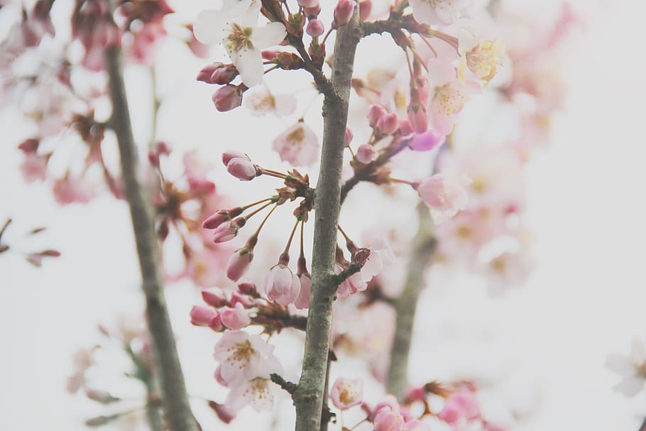 Close-Up Photography of Cherry Blossom, beautiful, bloom, blooming HD wallpaper