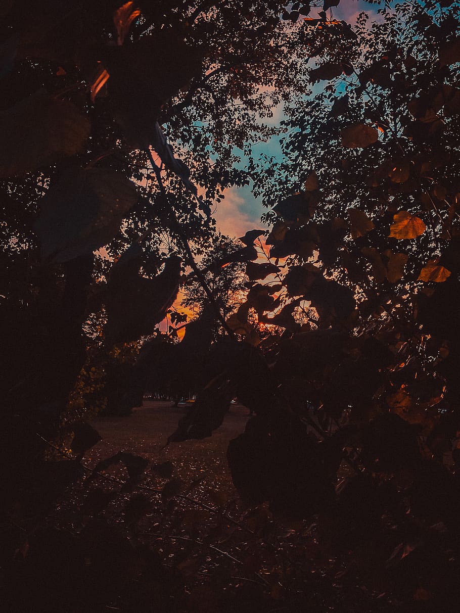 croatia, zagreb, tree, plant, nature, outdoors, sky, silhouette HD wallpaper