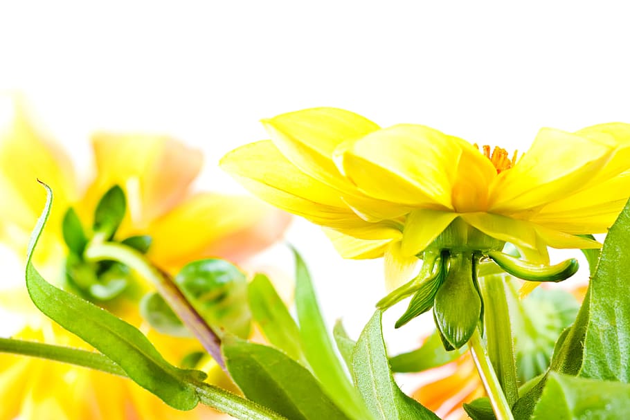 beautiful, blossom, bright, bunch, closeup, detail, flora, floral HD wallpaper