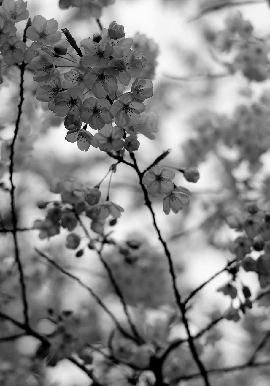 Hd Wallpaper: Cherry Blossoms, Black And White, Bandw, Bokeh, Spring 