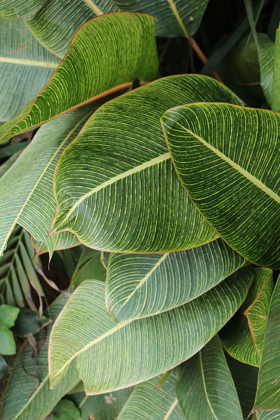 Photography of Green Leaves, foliage, greenery, growth, lush HD wallpaper
