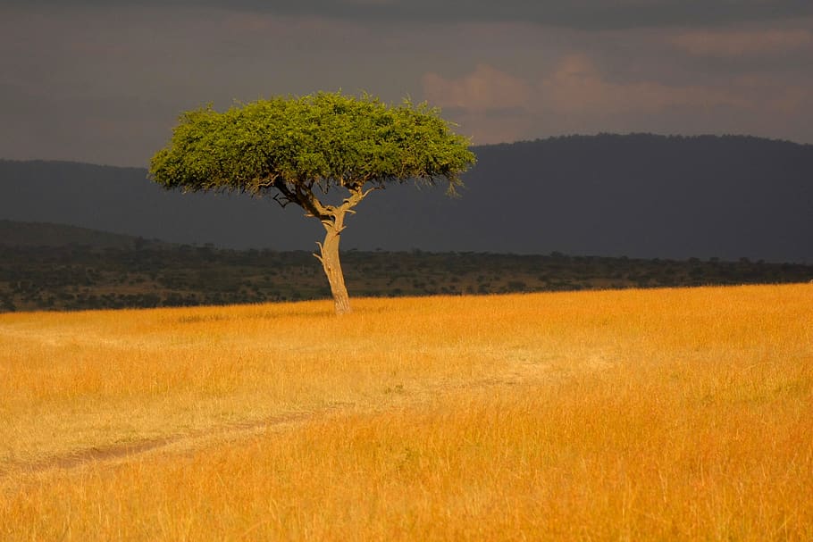 kenya, greenery, africa, yellow, savannah, tree, landscape, HD wallpaper