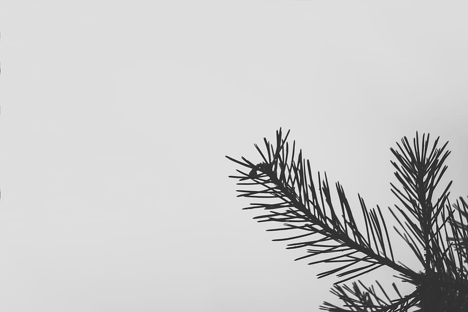 green leaf, grey, netherlands, stratumse heide, eindhoven, plant HD wallpaper
