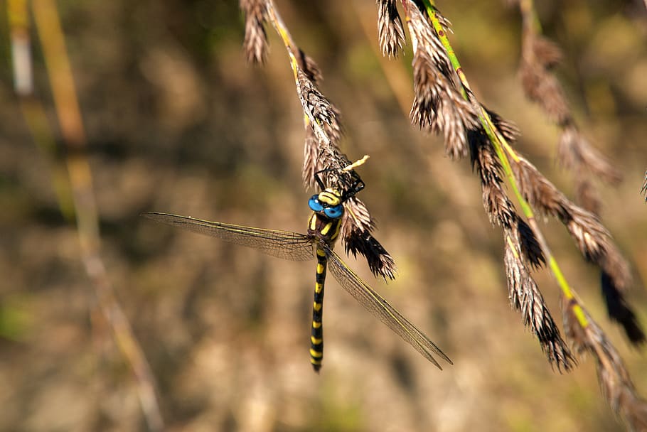 dragonfly, insect, beautiful, wildlife, wings, environment HD wallpaper