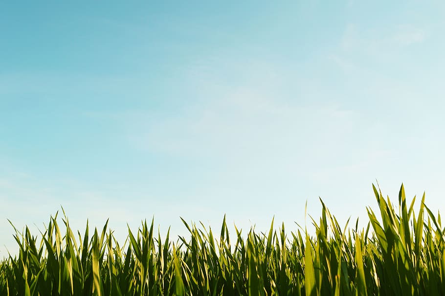 green leaf plant, sky, growth, field, nature, blue, agriculture HD wallpaper