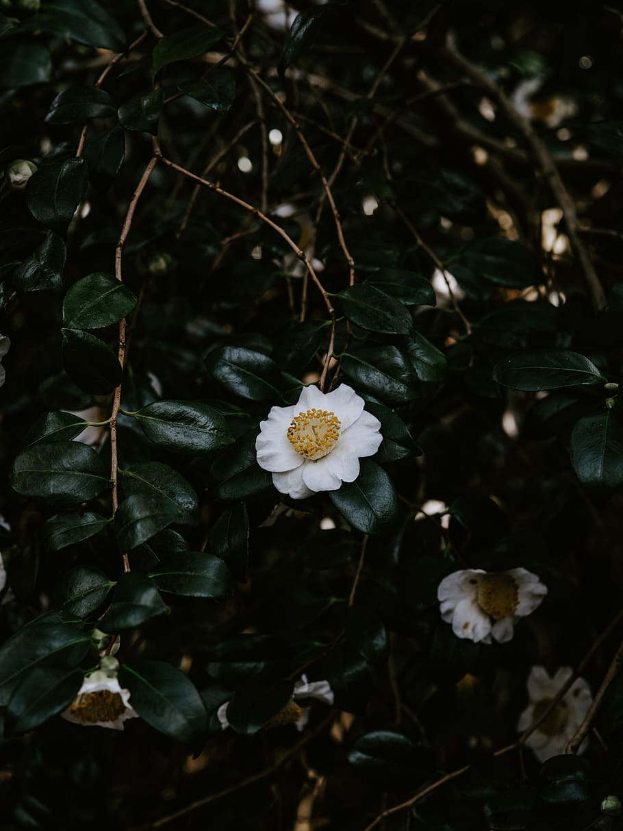 white-petaled flowers, plant, blossom, acanthaceae, daisies, daisy HD wallpaper