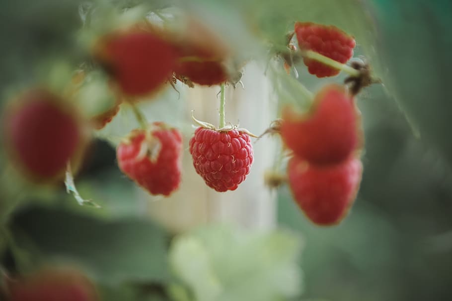 raspberries, raspberry, plant, fruit, geranium, flower, flora HD wallpaper