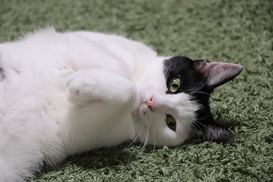 cat, pet, predators, animal, domestic, pets, domestic animals HD wallpaper