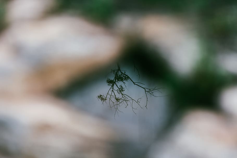 selected focus of tree, plant, mexico, paseo del bosque nte. HD wallpaper