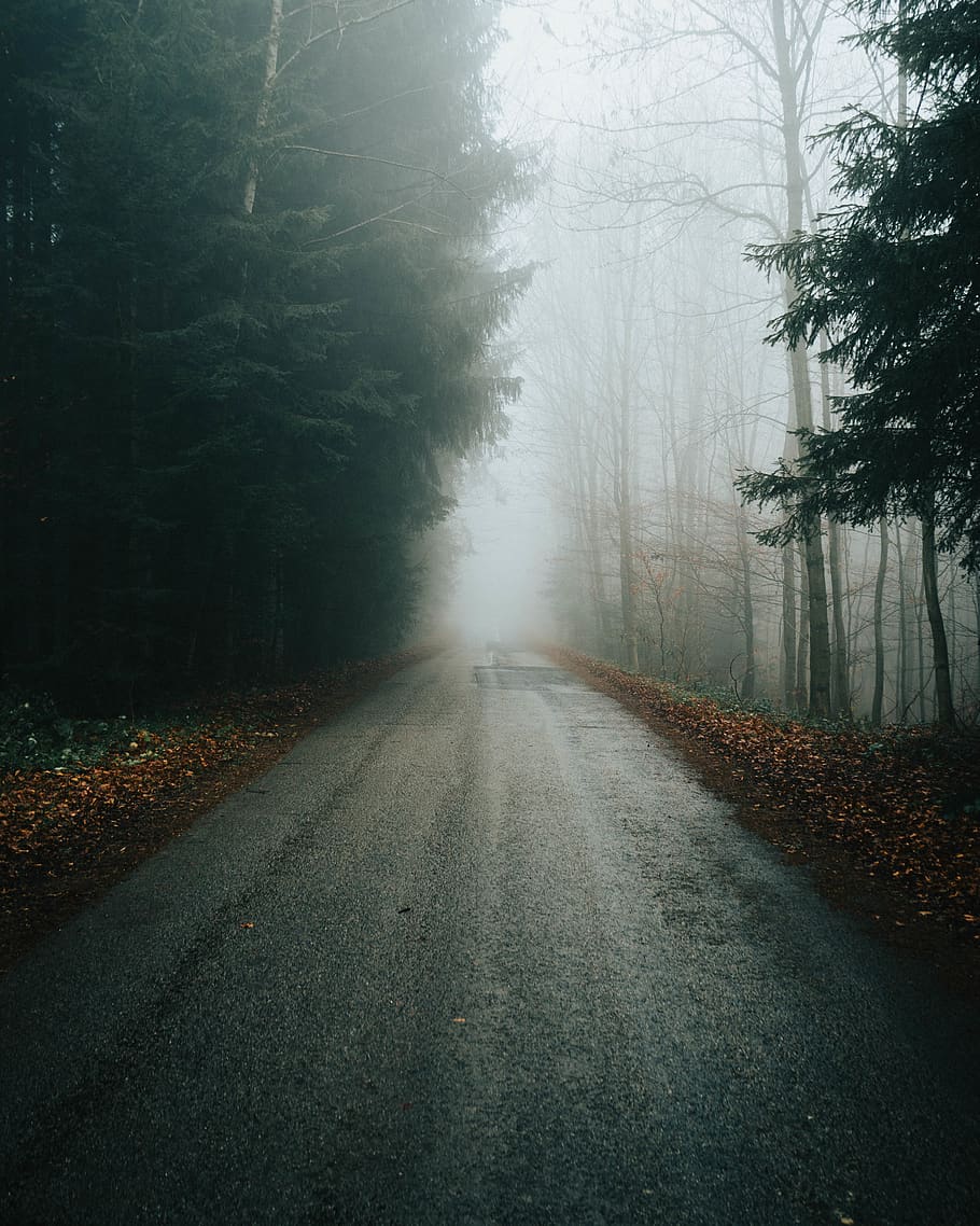 road between trees, nature, weather, fog, outdoors, mist, tarmac, HD wallpaper