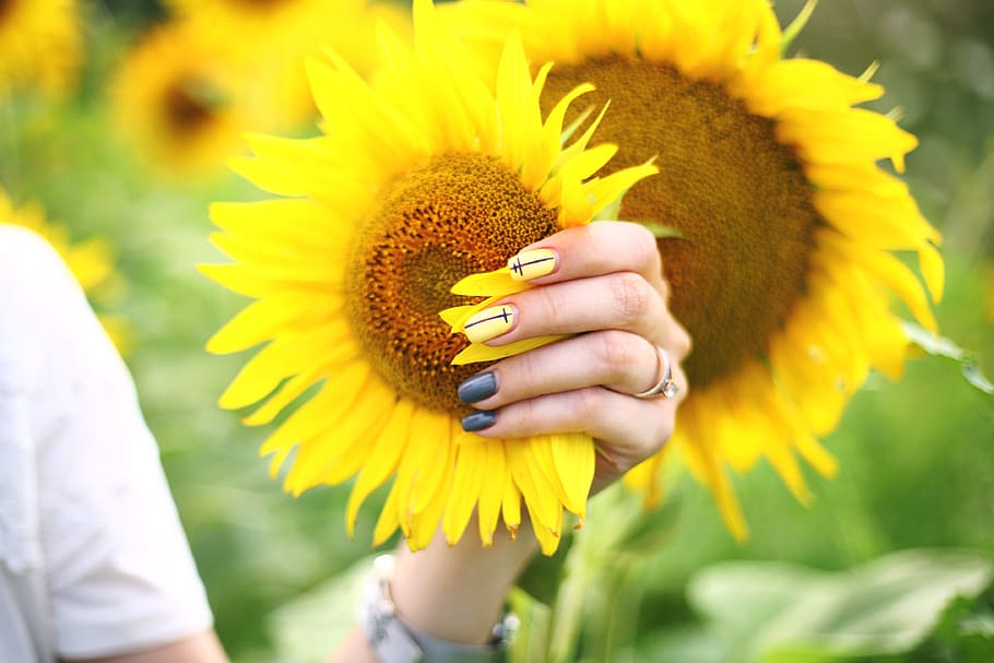 sunflower field, blossom, flora, plant, summer, daisies, daisy HD wallpaper