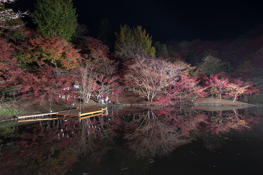 用作公園, ライトアップ, tree, water, plant, no people HD wallpaper
