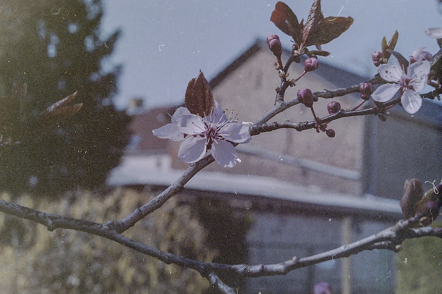 cherry, tree, spring, summer, cherryblum, film, analog, classic HD wallpaper