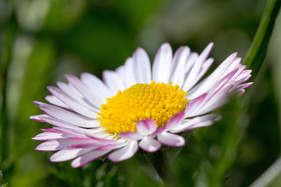daisy, blossom, bloom, yellow, spring, white, pink, flower HD wallpaper