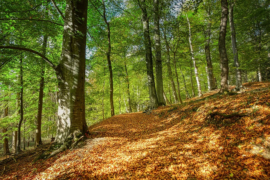 forest, away, nature, trees, trail, landscape, light, mood HD wallpaper