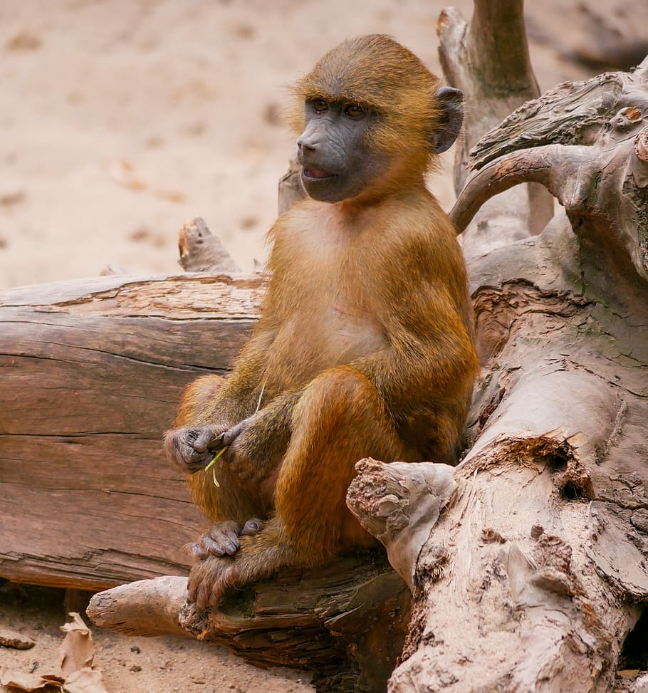 animals, monkey, baboon, sphinx-baboon, primate, young monkey HD wallpaper