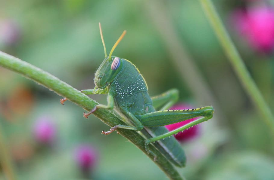 insect, grasshopper, green, antennas, grasshoppers, nature HD wallpaper