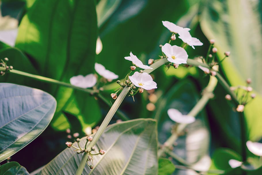 Selective Focus Photo of White Petal Flowers, beautiful, bloom HD wallpaper