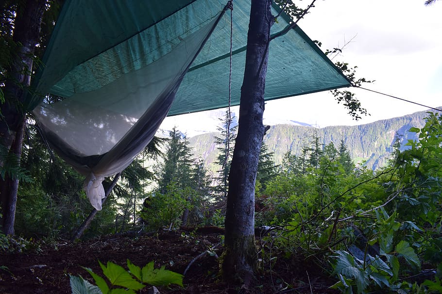 sleep, camp, hammock, plant, tree, beauty in nature, growth HD wallpaper