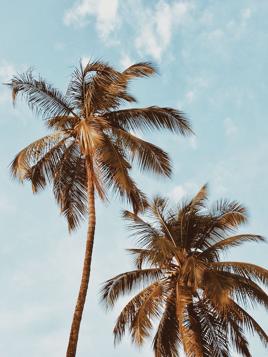 Two Coconut Trees, idyllic, low angle photography, palm trees HD wallpaper