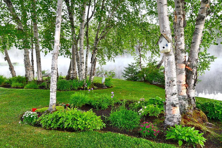 birch, landscape, nature, mist, trees, leaves, water, wood HD wallpaper