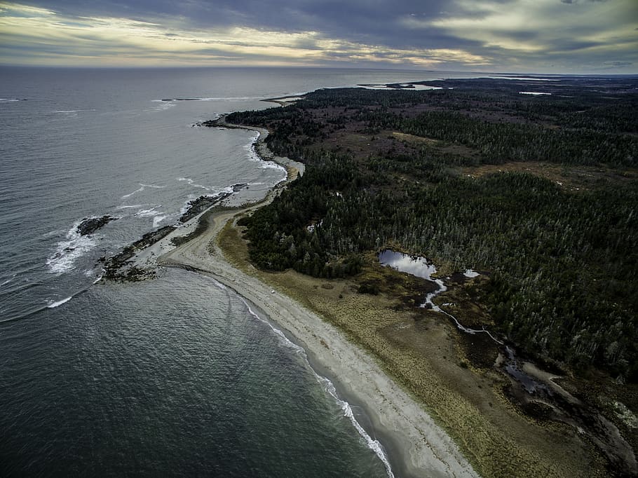 canada, tor bay, ocean, beach, trees, sea, water, land, beauty in nature HD wallpaper