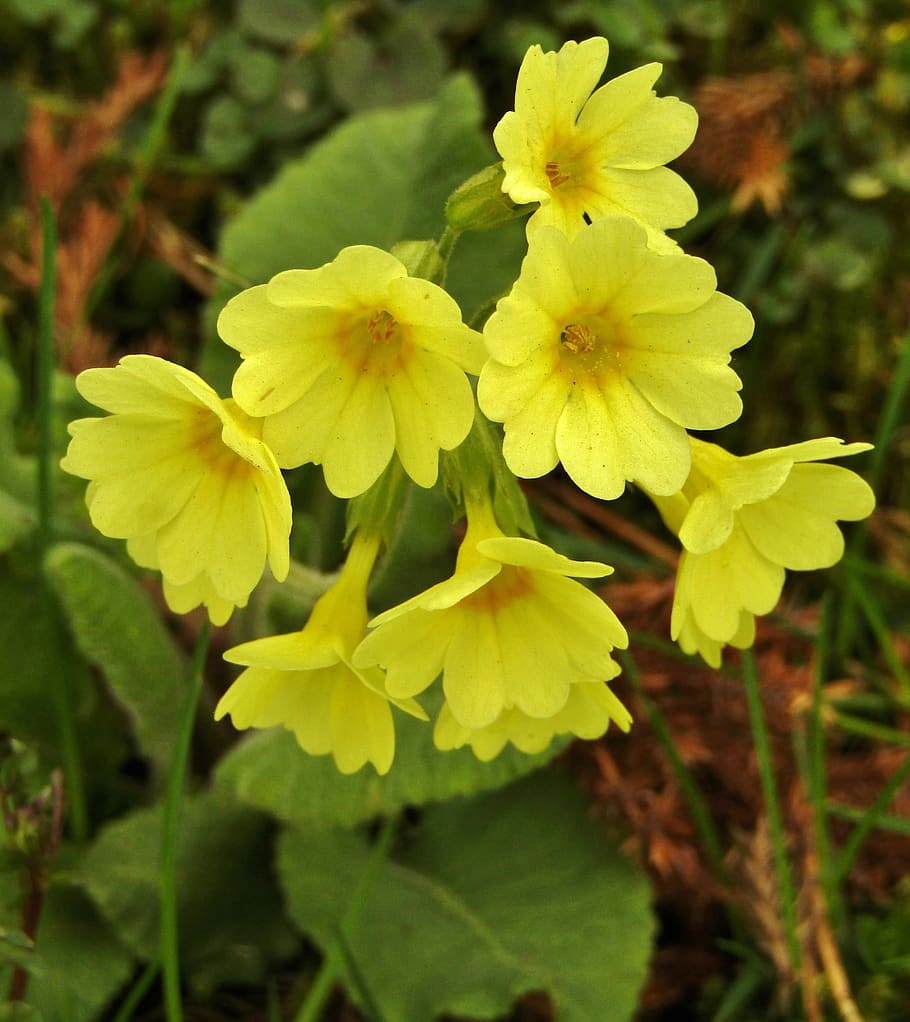 Cowslip