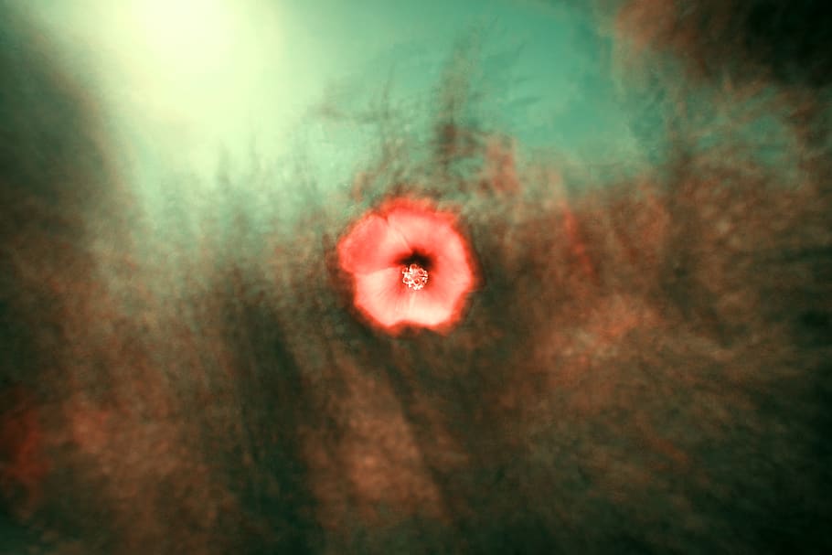 red flower, invertebrate, animal, jellyfish, sea life, flora HD wallpaper