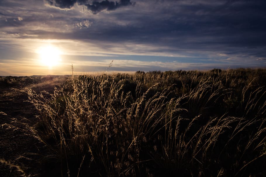 green plants during daytime, grass, flora, field, flaming gorge reservoir HD wallpaper