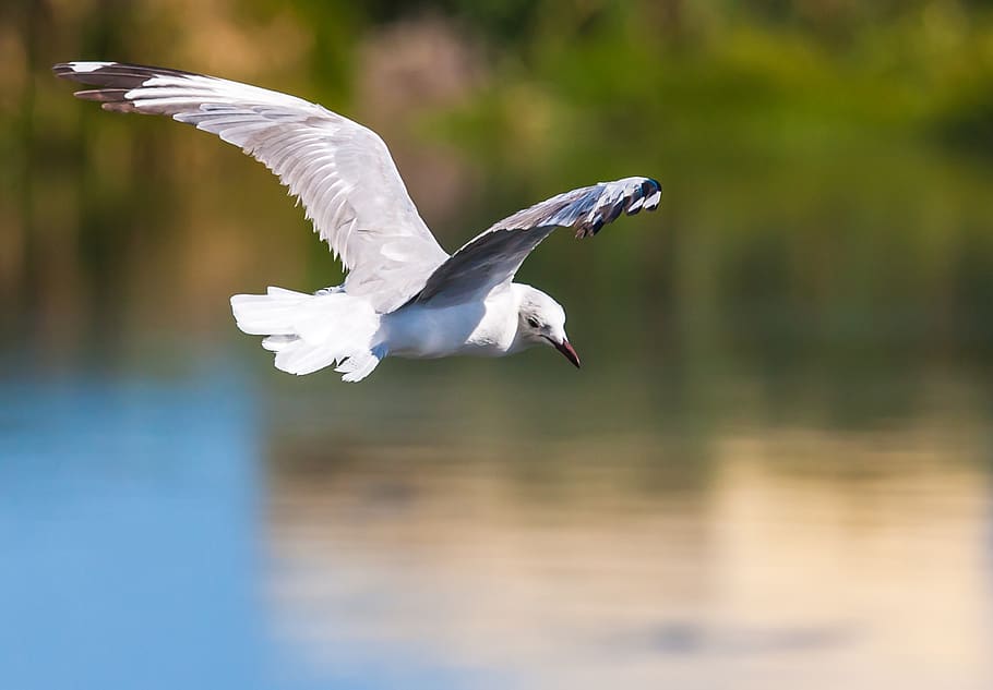 Flying White Bird Above Body of Water, animal, eye, feathers HD wallpaper