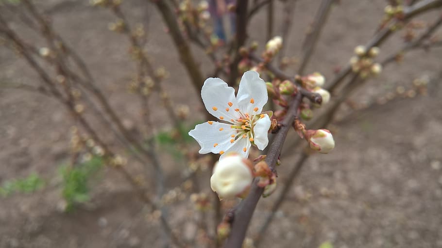 flower, flowering plant, fragility, freshness, blossom, growth HD wallpaper