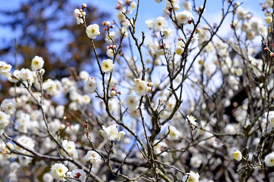 white flower tree, flowering plant, fragility, vulnerability HD wallpaper