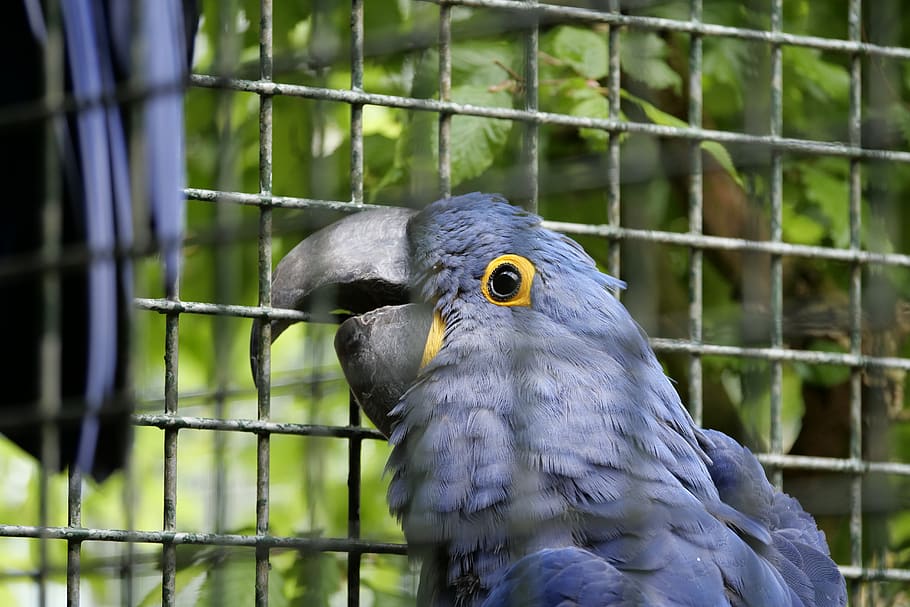 ara, bird, parrot, plumage, parrots, blue, ara ararauna, animal world, HD wallpaper