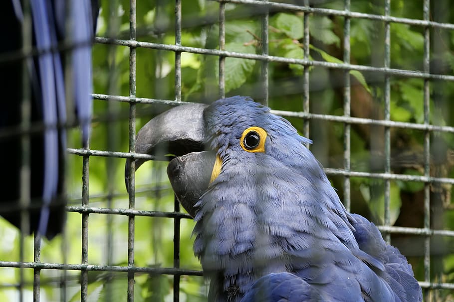 ara, bird, parrot, plumage, parrots, blue, ara ararauna, animal world HD wallpaper