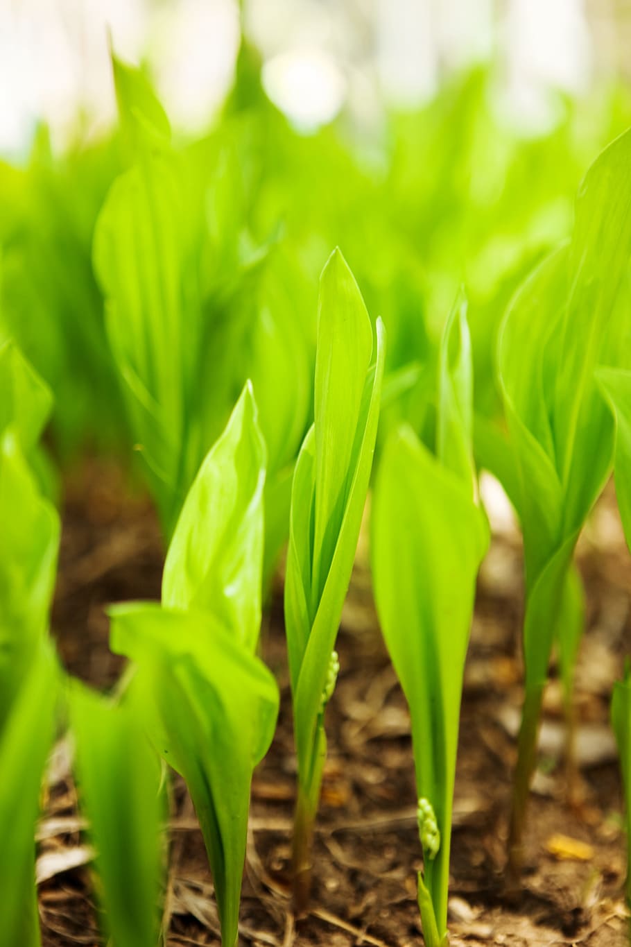 background, field, fresh, garden, grass, green, growth, herb HD wallpaper