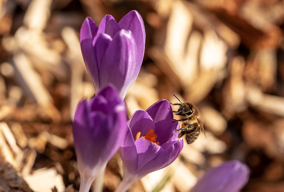 bee, crocus, honey bee, insect, collect pollen, spring, nectar HD wallpaper