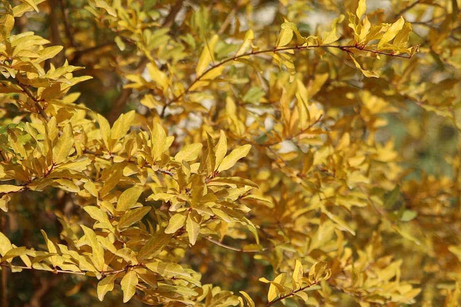 plant, leaf, tree, maple, blossom, flower, gold, animal, ground HD wallpaper