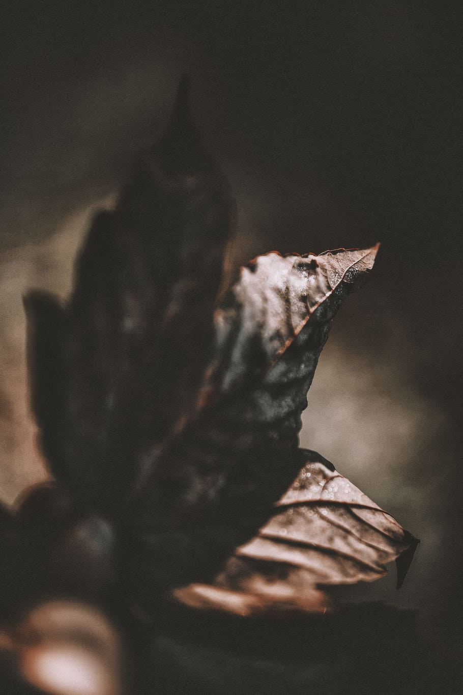 brown leaf, light, bokeh, blur, android wallpaper, plant, nature HD wallpaper