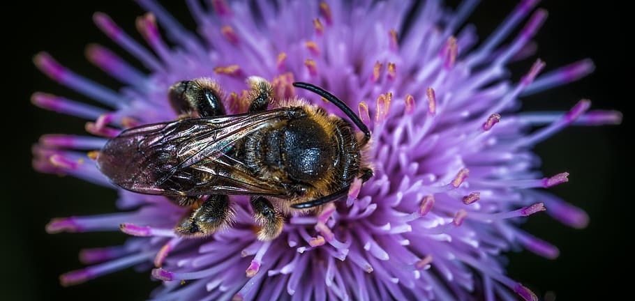 Black and Yellow Honey Bee on Purple Clustered Flower, animal HD wallpaper