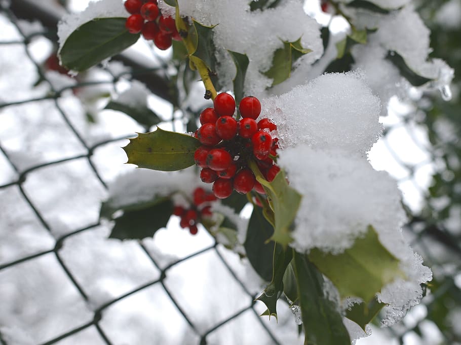 canada, vancouver, red, beauty in nature, plant, winter, snow HD wallpaper